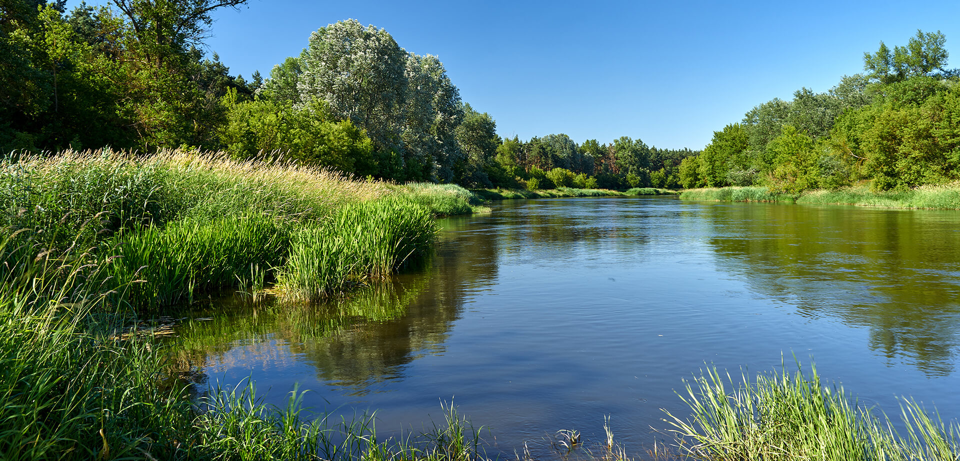 beautiful stream next to trees